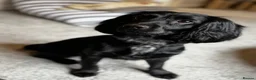 Sprocker dogs for sale: Sprocker  in Wolverhampton - Advert 1