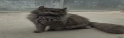 Maine Coon cats for sale: Maine coon crossed american curl blue boy  - Advert 5