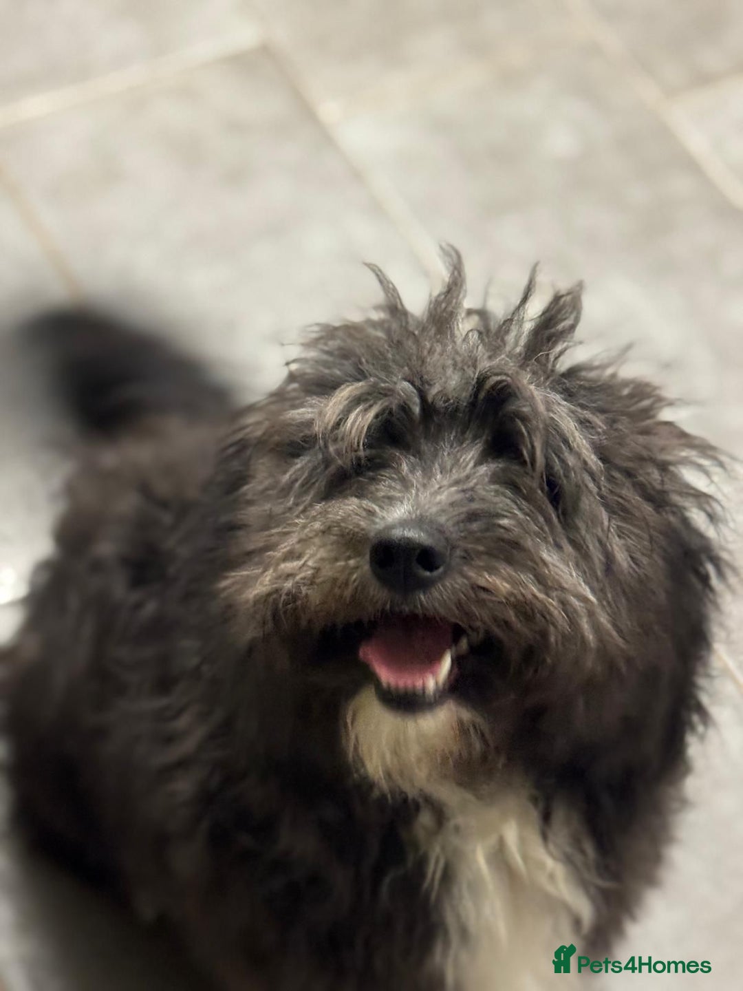 Mixed Breed dogs for adoption: Beautiful Jennifer needs a loving home - Advert 7