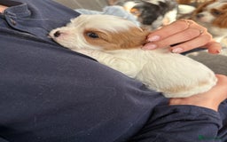 Cavalier King Charles Spaniel dogs for sale: Beautiful Blenheim King Charles cavalier puppies - Advert 5