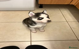 Siberian Husky dogs for sale: Siberian husky puppies  - Image 6