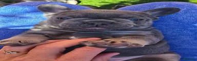Odin