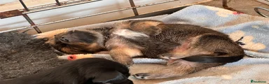 Mixed Breed 8