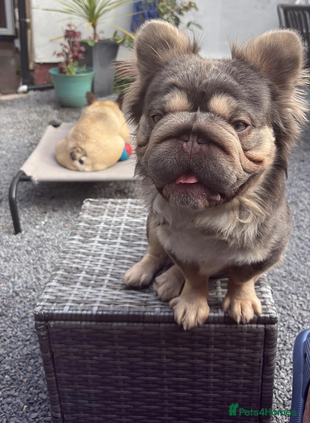 French Bulldog dogs for stud:  **  Fluffy Frenchie for stud. in Liverpool - Advert 2
