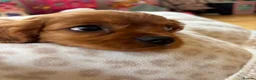 Cavalier King Charles Spaniel dogs for sale: Cavalier King Charles  - Advert 21