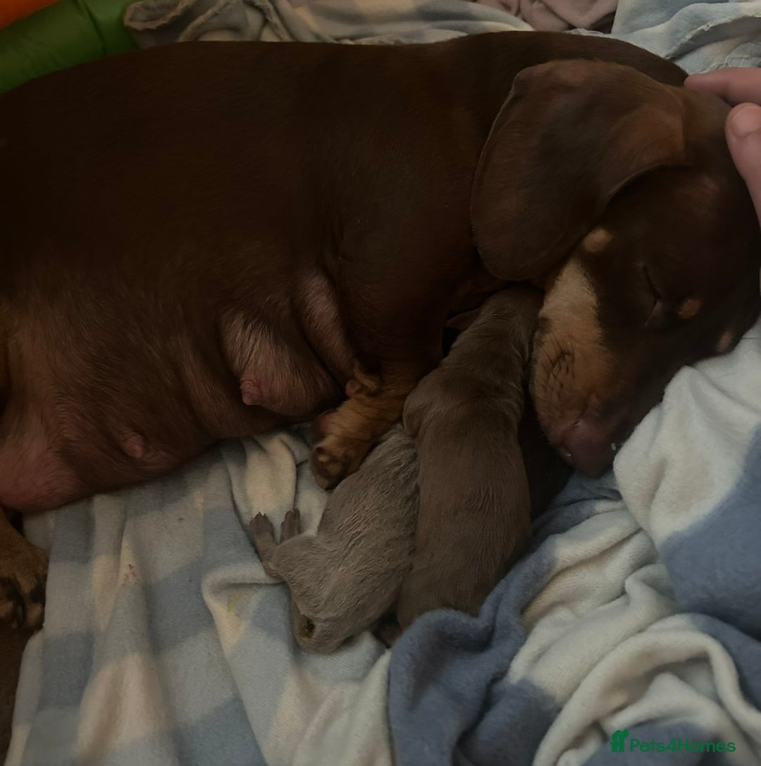 Miniature Dachshund dogs for sale: Miniature dachshunds for sale   - Image 9