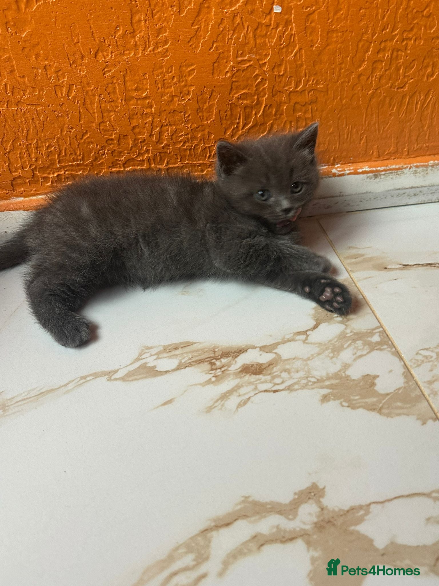 Mixed Breed cats Kittens  British ShorthaiR X Ragdoll  - Advert 1