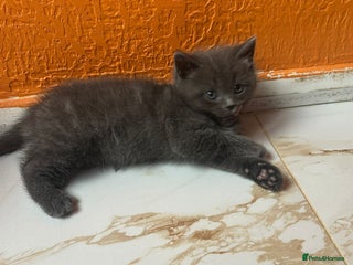 Mixed Breed cats Kittens British ShorthaiR X Ragdoll - Advert 1