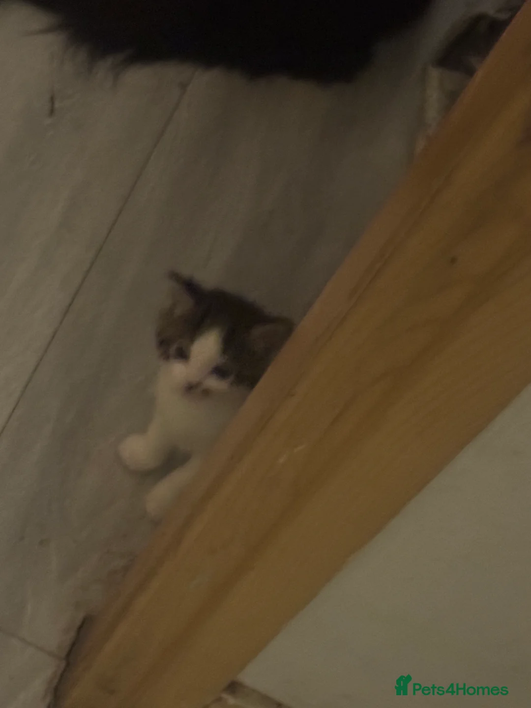 Mixed Breed cats for sale: Mixed Benegal Kittens  - Advert 13