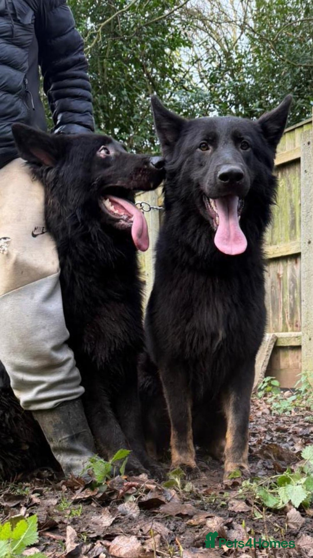 German Shepherd dogs for sale: 2 gorgeous German shepherd brothers  - Advert 10