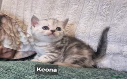 British Shorthair cats for sale: Beautiful British shorthair kittens - Image 3