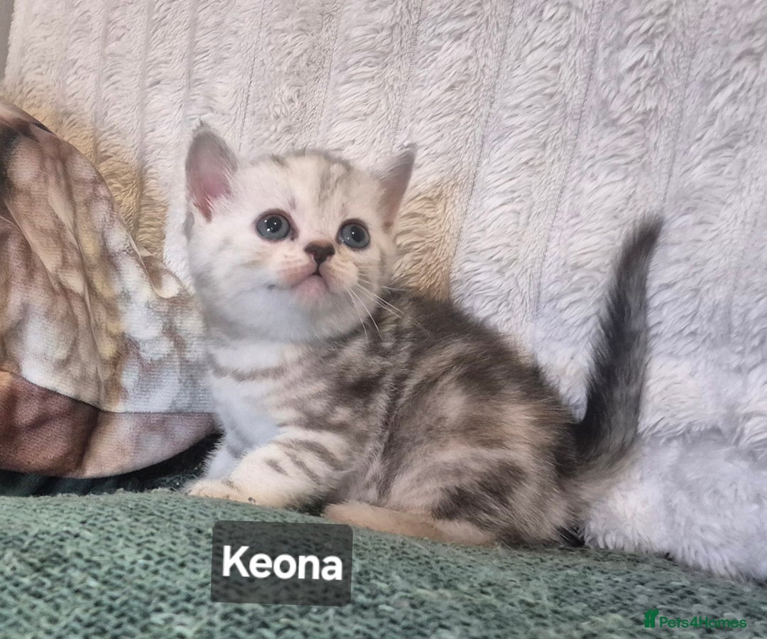 British Shorthair cats for sale: Beautiful British shorthair kittens - Image 3