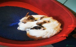 Mixed Breed dogs for sale: 2 Jack Russell cross puppies for sale - Advert 1