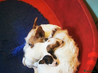Mixed Breed dogs for sale: 2 Jack Russell cross puppies for sale - Advert 1