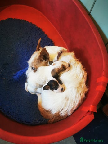 Mixed Breed dogs 2 Jack Russell cross puppies for sale - Advert 1