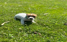 Jack Russell dogs for sale: Jack Russell Puppies - Litter of 7 - Image 12
