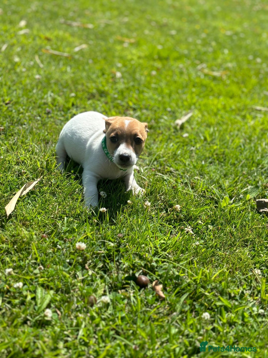 Jack Russell dogs for sale: Jack Russell Puppies - Litter of 7 - Image 12