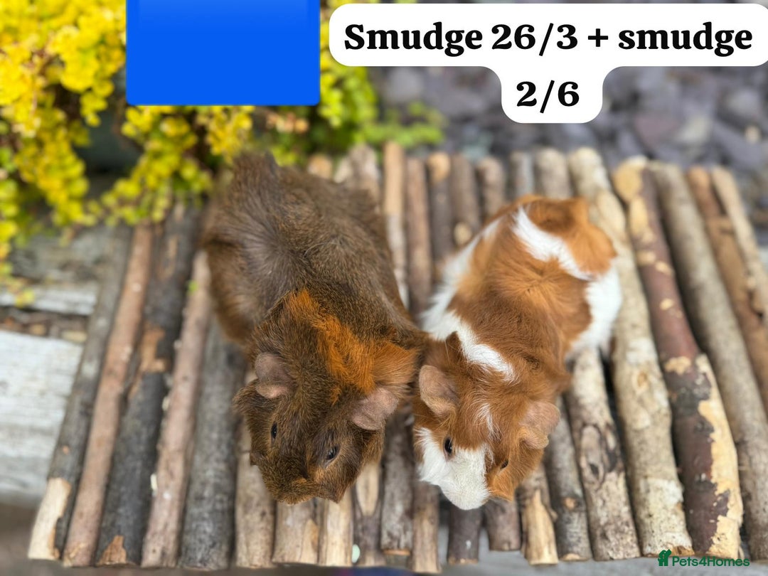 Guinea Pig rodents for sale: Baby guinea pigs ready now. Sheffield - Image 6