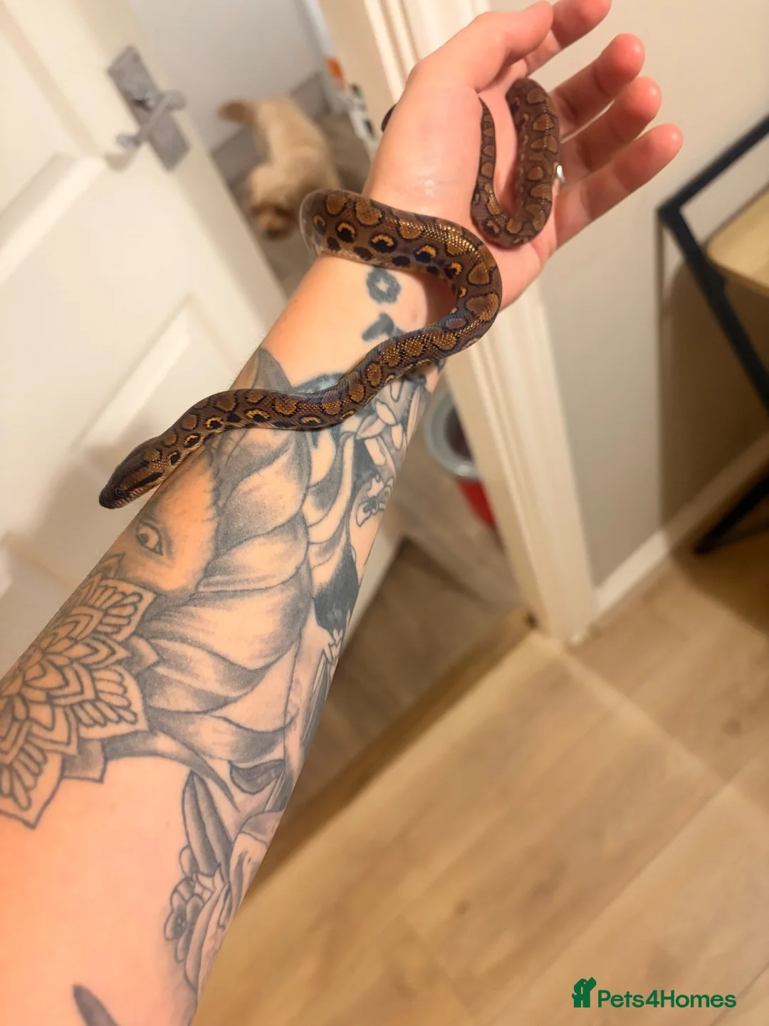 Python Snake reptiles for sale:  a male Brazilian rainbow boa for sale  - Advert 2