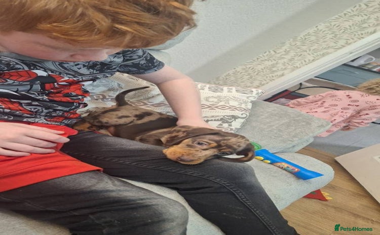 Miniature Dachshund dogs Marble pink miniature daschund  - Advert 10