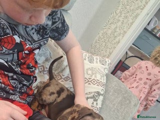 Miniature Dachshund dogs Marble pink miniature daschund - Advert 4