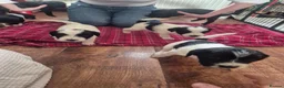 Mixed Breed dogs for sale: Tibetan Terrier x Sprocker Puppies in Dunfermline - Advert 21
