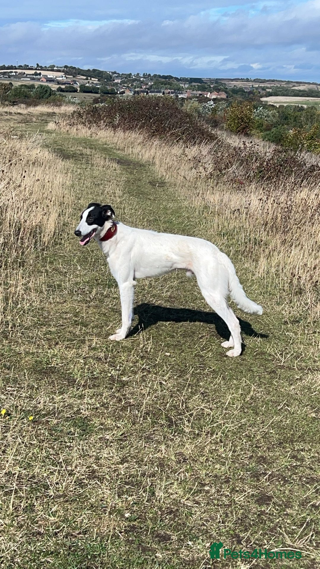 Saluki dogs for sale: Saluki greyhound  - Advert 1