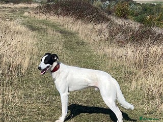 Saluki dogs Saluki greyhound - Advert 4