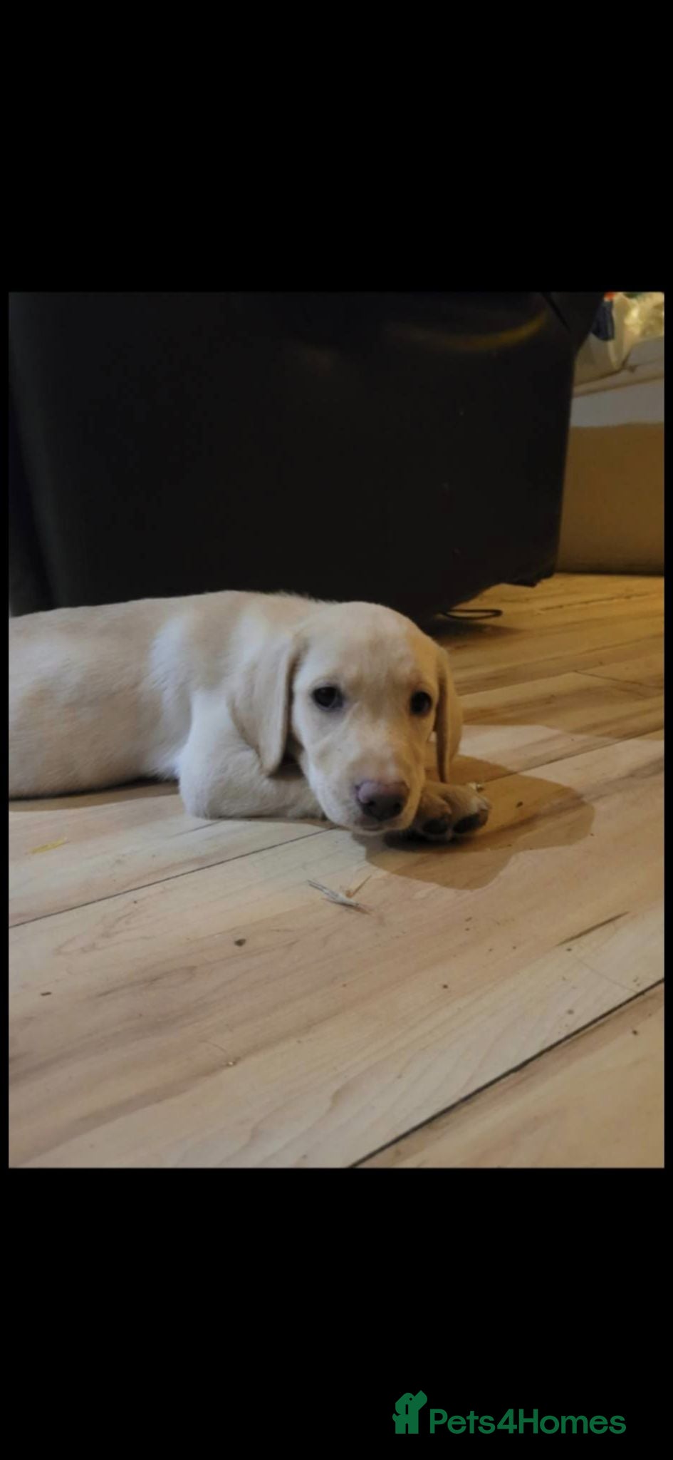Labrador Retriever dogs Labrador puppies  - Advert 6