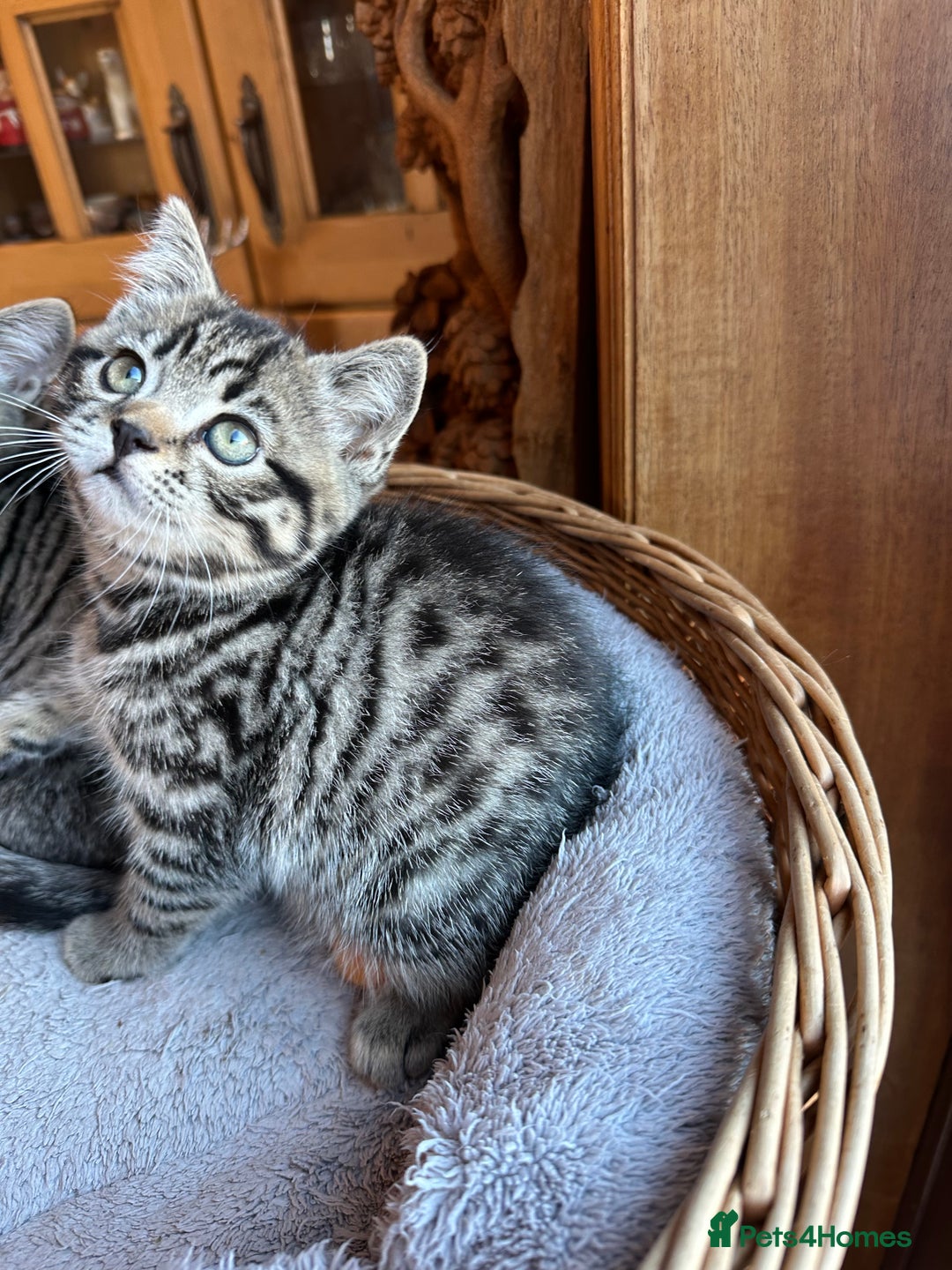British Shorthair cats for sale: British Shorthair Chocolate Spotted Kittens - Advert 19