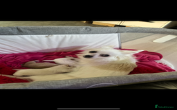 Chihuahua dogs for sale: 3 small chihuahua puppies  - Image 26