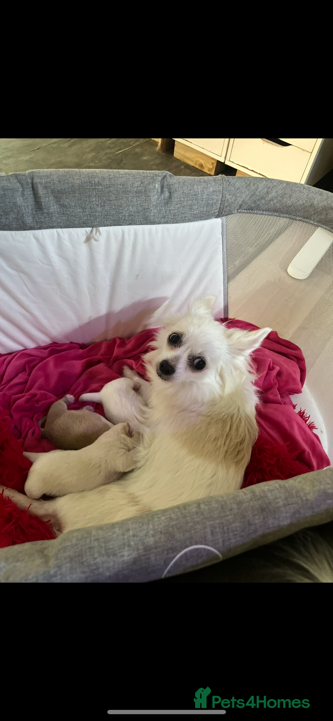 Chihuahua dogs for sale: 3 small chihuahua puppies  - Image 26