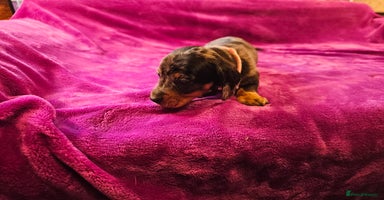 Miniature Dachshund dogs Dapple Piebald Miniature Dachshund Puppies - Advert 15