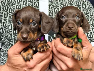 Miniature Dachshund dogs 💕Bridget and Oscar Can’t wait to meet with You💕 - Advert 1