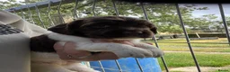 English Springer Spaniel dogs for sale: Beautiful springer spaniels  - Advert 5