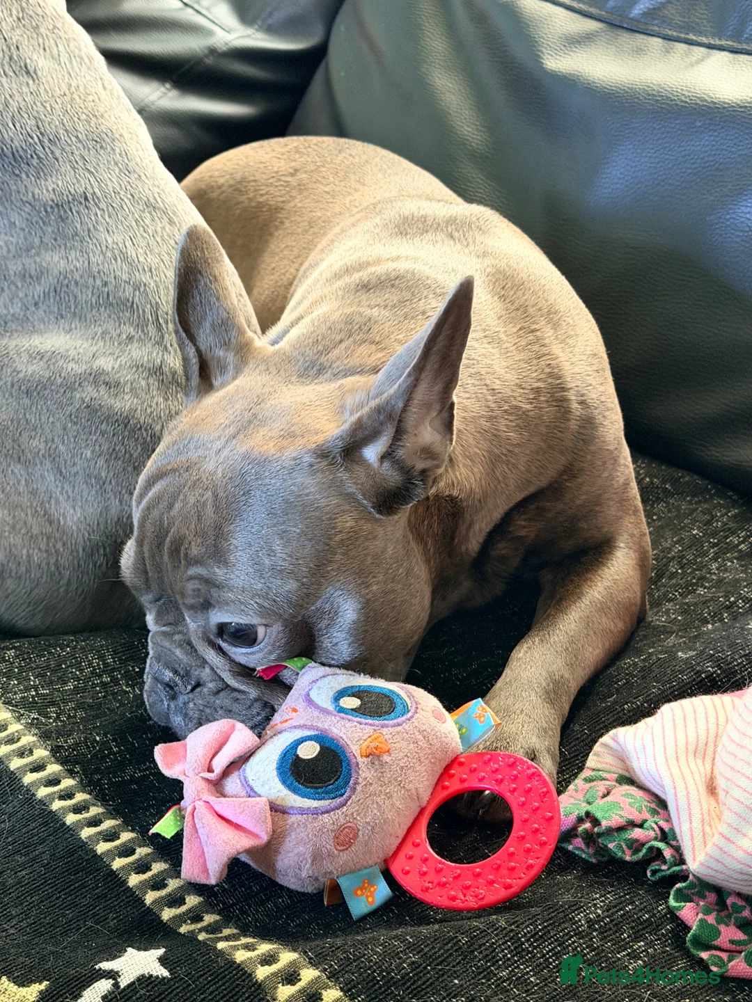 French Bulldog dogs for sale: Beautiful French Bulldog puppies - Advert 40