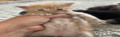 Maine Coon 1