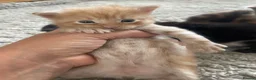 Maine Coon cats for sale: Maine coon kittens - Advert 3