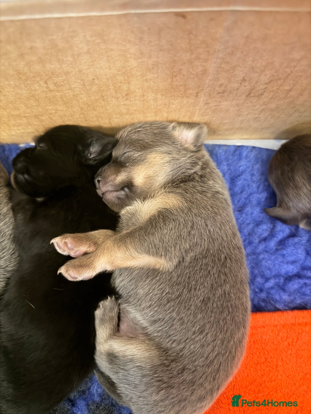 Pomchi dogs for sale: Beautiful litter of Pomchi - Advert 9