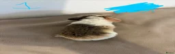 Guinea Pig rodents for sale: Teddy boar guinea pigs in Bristol - Advert 2