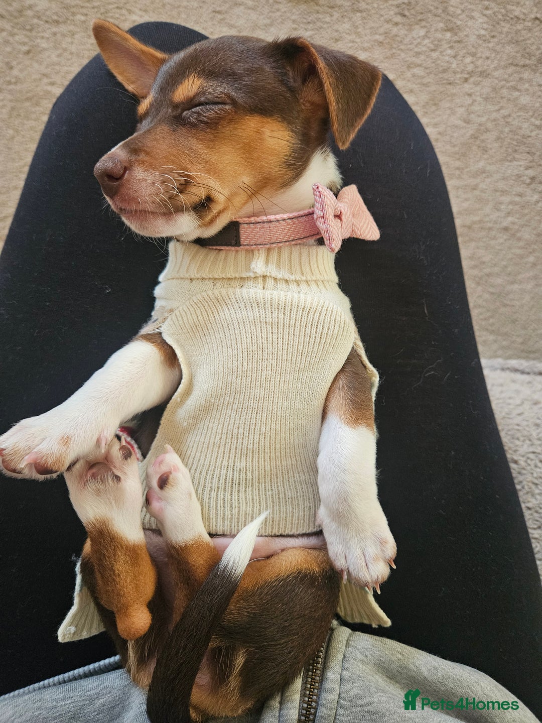 Mixed Breed dogs for sale: Last chocolate chiweenie girl - Image 11
