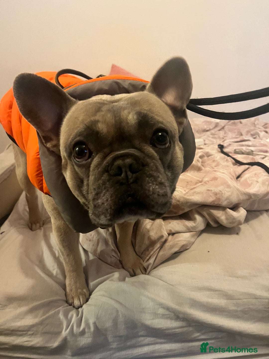 French Bulldog dogs for sale: French bulldog  - Advert 6