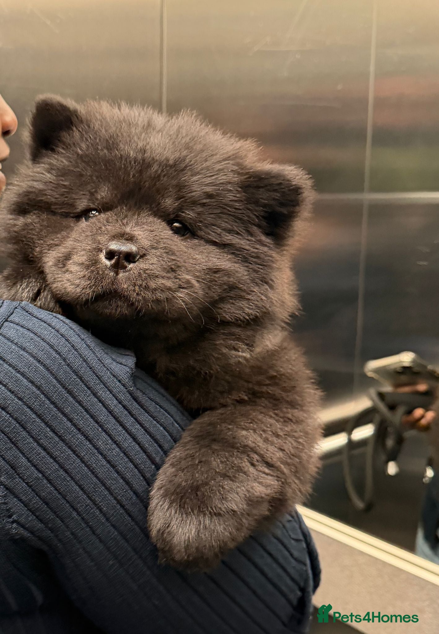 Chow Chow dogs for sale: Black Chow Chow Puppy Full Starter Pack Included - Advert 1