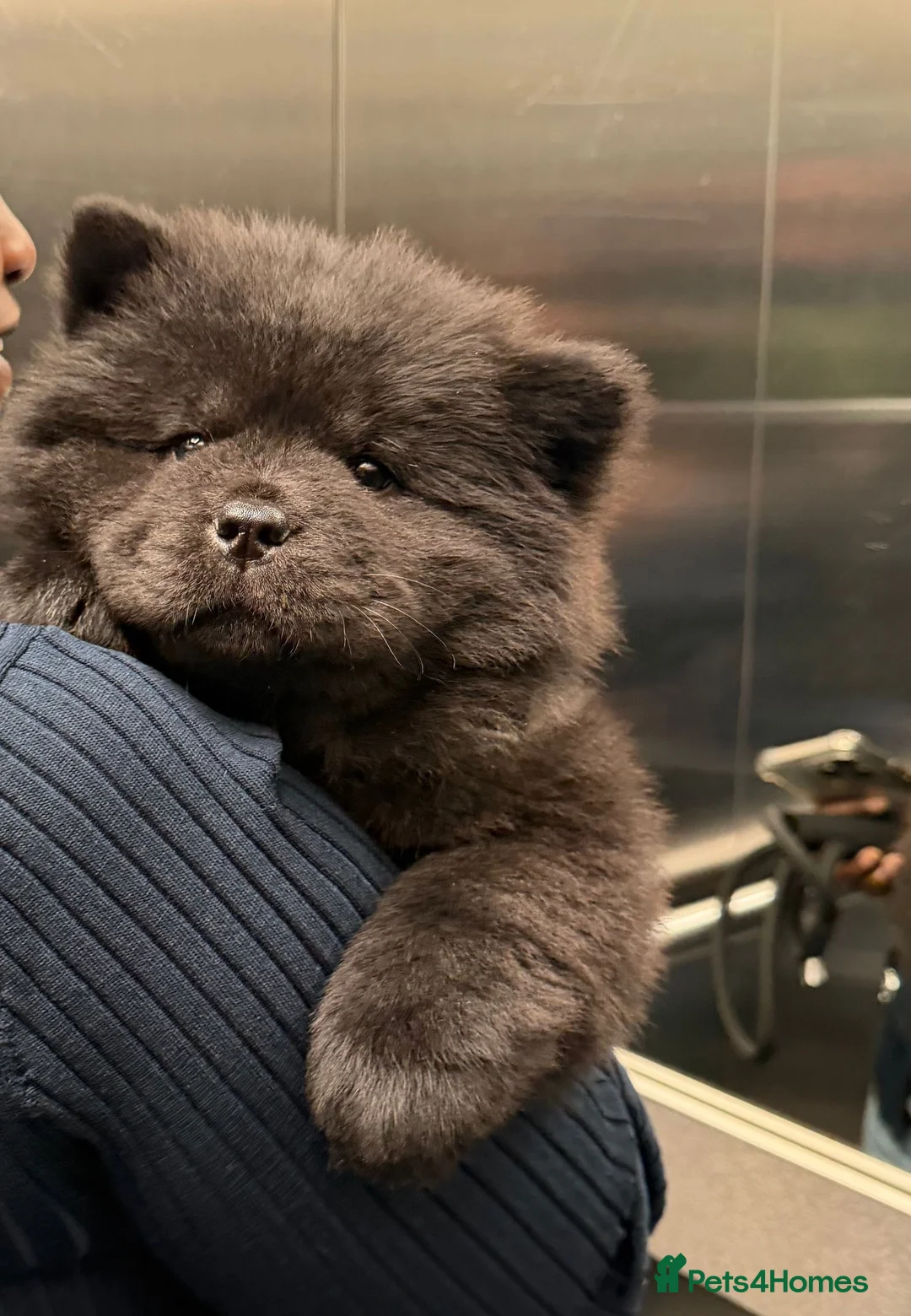 Chow Chow dogs for sale: Black Chow Chow Puppy Full Starter Pack Included in Manchester - Advert 1