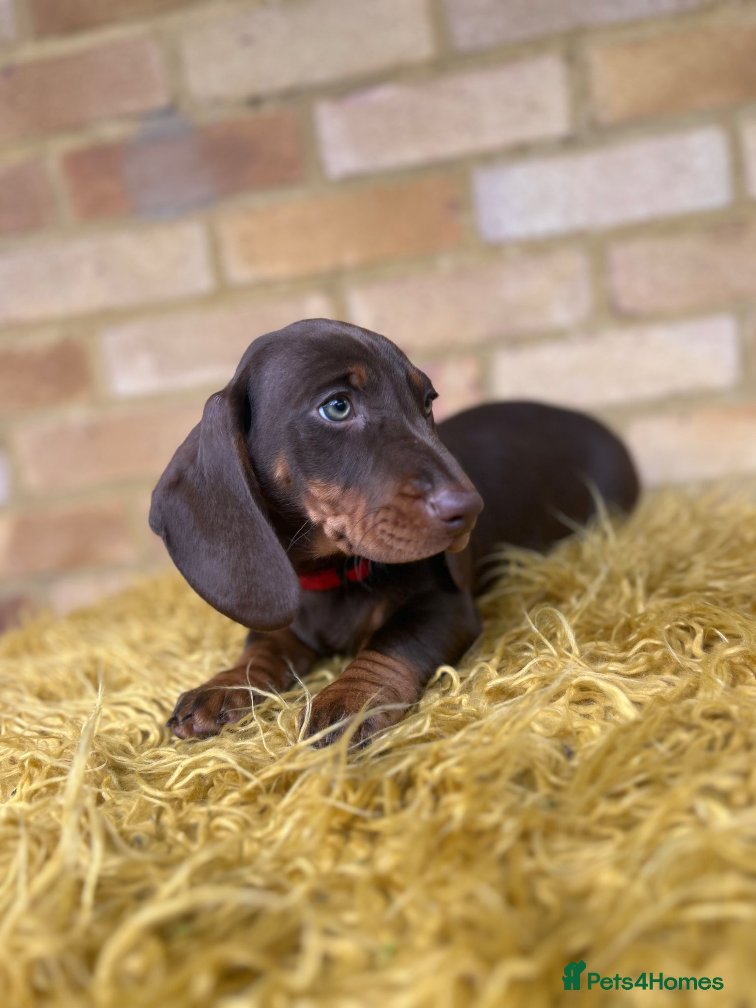 Dachshund dogs for sale: Only ONE Girl left Standard dachshund - Advert 19