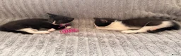 British Shorthair cats for sale: Black & white boy and girl kittens  - Advert 4