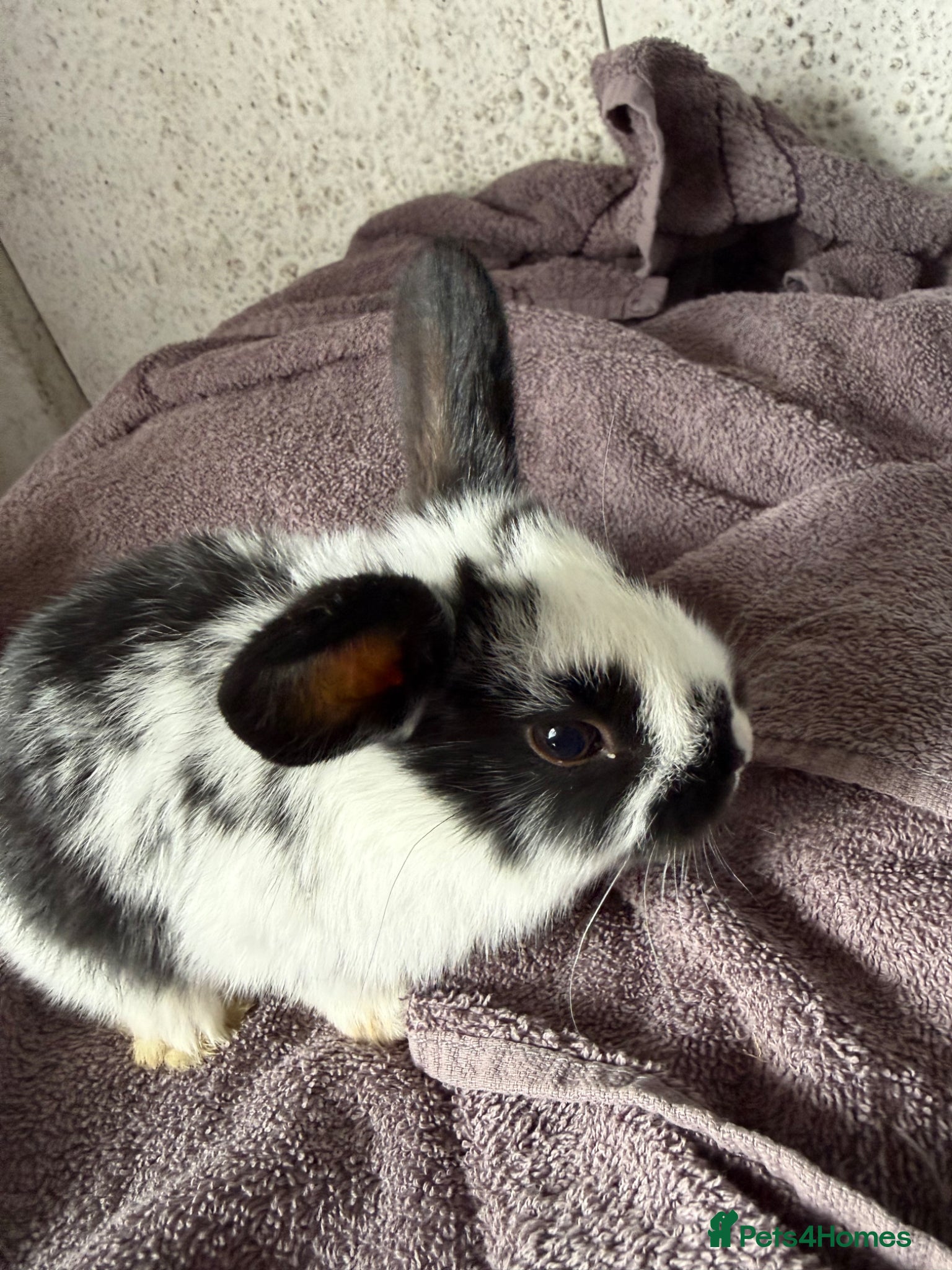 Mini Lion Lop rabbits Lion lop bucks - Advert 6