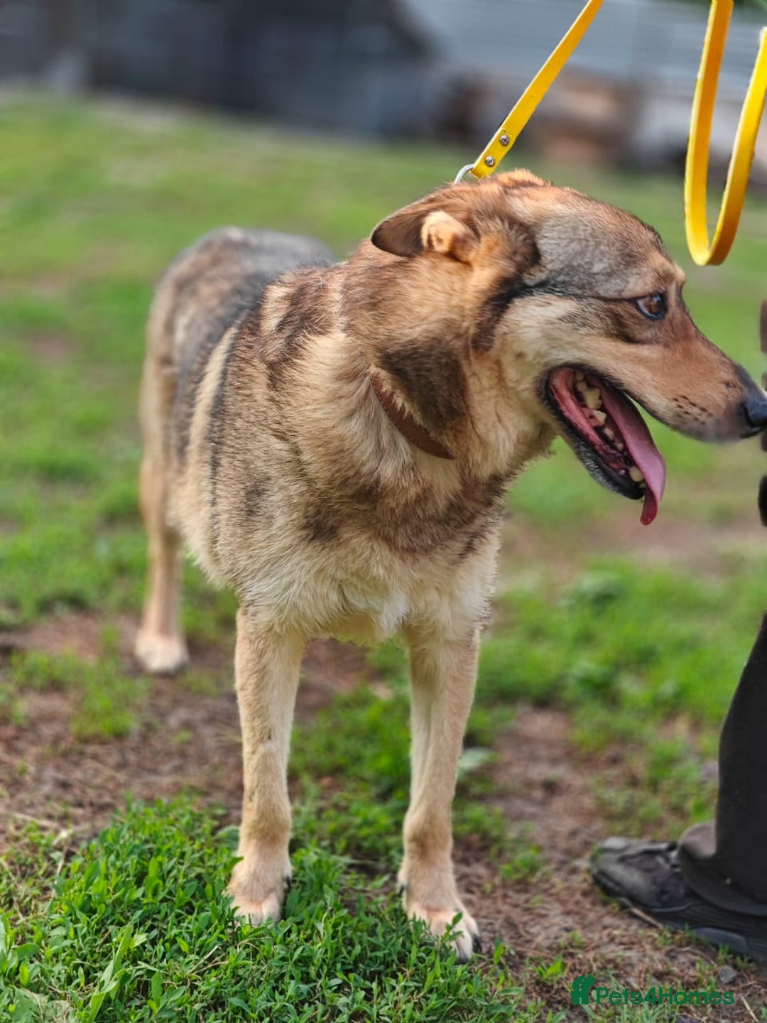 Mixed Breed dogs for adoption: 💙🐶 SIRKO 🐶💙 - Image 12