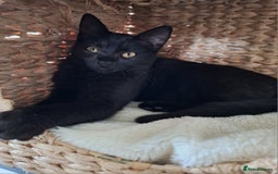 British Shorthair cats for sale: 🤎SALE!!! Chocolate BSH boy and girl, LONDON SE9🤎 - Image 19