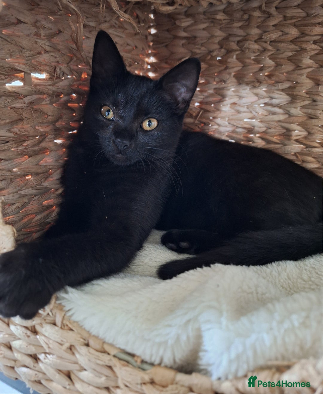 British Shorthair cats for sale: 🤎SALE!!! Chocolate BSH boy and girl, LONDON SE9🤎 - Image 19